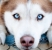 perro ojos azules